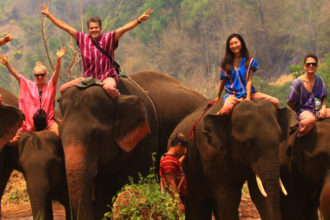 patara elephant farm, chiang mai, bangkok